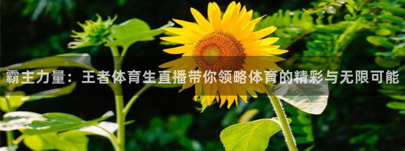 蓝鲸直播体育直播在线观看